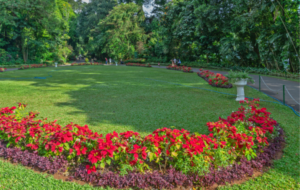 Govt to establish 10 more botanical gardens